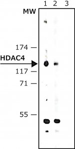 Anti-Histone Deacetylase 4 (HDAC4) (DM-15) antibody produced in rabbit H9536-200UL