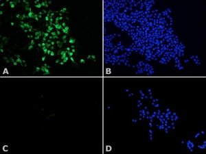 Anti-Histone Deacetylase 8 (HDAC8) antibody produced in rabbit H8038-200UL