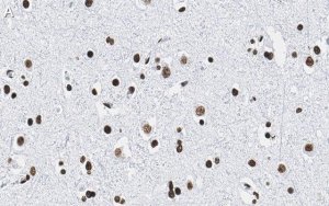 Anti-Histone H2B Antibody, clone 4O11 ZooMAb Rabbit Monoclonal 