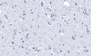 Anti-Histone H2B Antibody, clone 4O11 ZooMAb Rabbit Monoclonal 