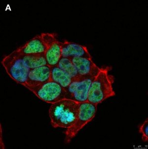 Anti-Histone H3.3 G34R Antibody, clone 2L10 ZooMAb Rabbit Monoclonal 
