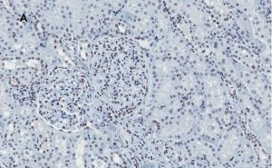 Anti-Histone H4 Antibody, clone 5J18, ZooMAb Rabbit Monoclonal 