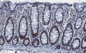 Anti-Histone H4 Antibody, clone 5J18, ZooMAb Rabbit Monoclonal 