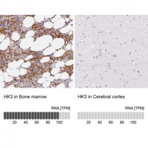 Anti-HK3 antibody produced in rabbit 