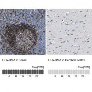 Anti-HLA-DMA antibody produced in rabbit 