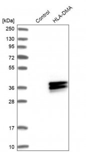 Anti-HLA-DMA antibody produced in rabbit 