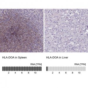 Anti-HLA-DOA antibody produced in rabbit 