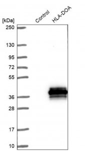 Anti-HLA-DOA antibody produced in rabbit 