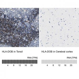 Anti-HLA-DOB antibody produced in rabbit 