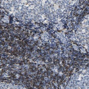 Anti-HLA-DOB antibody produced in rabbit 