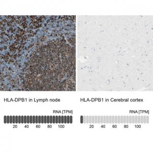 Anti-HLA-DPB1 antibody produced in rabbit 