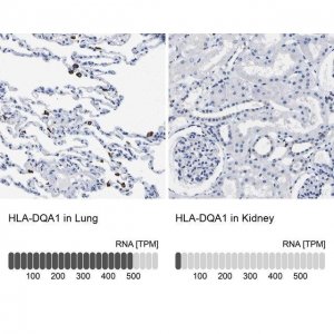 Anti-HLA-DQA1 antibody produced in rabbit 