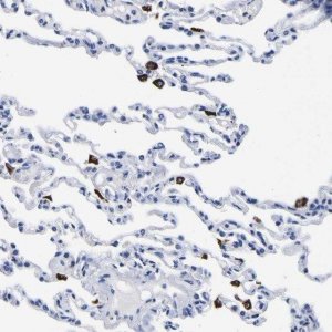 Anti-HLA-DQA1 antibody produced in rabbit 