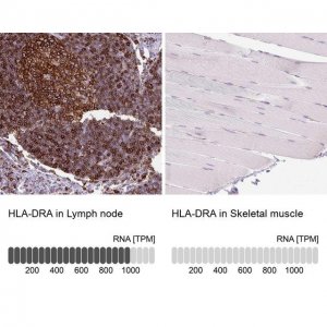 Anti-HLA-DRA antibody produced in rabbit 