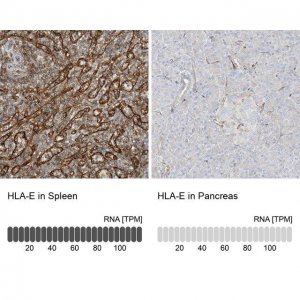 Anti-HLA-E antibody produced in rabbit 