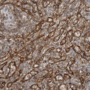 Anti-HLA-E antibody produced in rabbit 