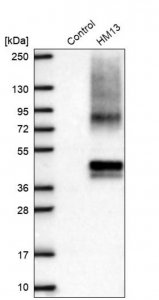Anti-HM13 antibody produced in rabbit HPA045089-100UL