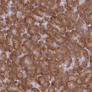 Anti-HM13 antibody produced in rabbit HPA045089-100UL