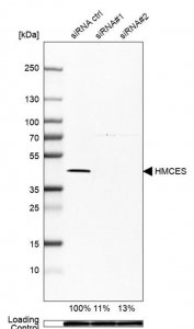 Anti-HMCES antibody produced in rabbit 
