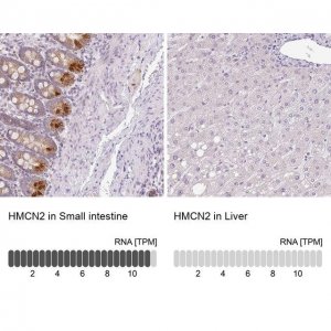 Anti-HMCN2 antibody produced in rabbit 