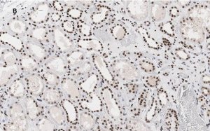 Anti-HMGB1 Antibody, clone 3K6, ZooMAb Rabbit Monoclonal 