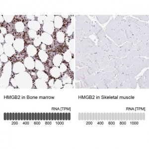 Anti-HMGB2 antibody produced in rabbit HPA053314-100UL