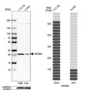 Anti-HMGB2 antibody produced in rabbit HPA053314-100UL