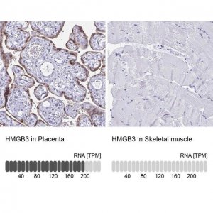 Anti-HMGB3 antibody produced in rabbit 