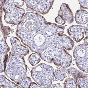 Anti-HMGB3 antibody produced in rabbit 