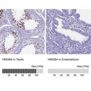 Anti-HMGB4 antibody produced in rabbit 