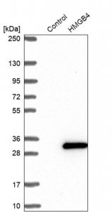 Anti-HMGB4 antibody produced in rabbit 