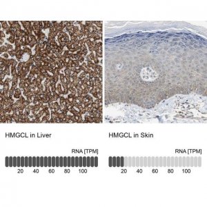 Anti-HMGCL antibody produced in rabbit 