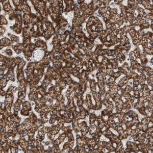 Anti-HMGCL antibody produced in rabbit 