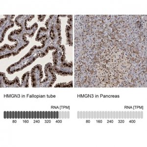 Anti-HMGN3 antibody produced in rabbit 