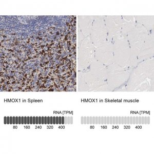 Anti-HMOX1 antibody produced in rabbit 