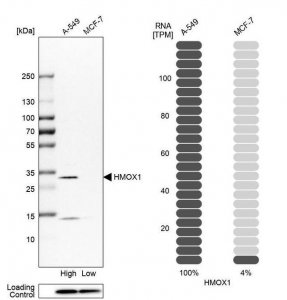 Anti-HMOX1 antibody produced in rabbit 