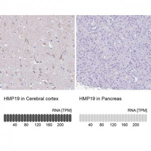 Anti-HMP19 antibody produced in rabbit 