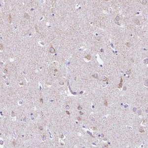 Anti-HMP19 antibody produced in rabbit 