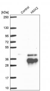 Anti-HMX2 antibody produced in rabbit 