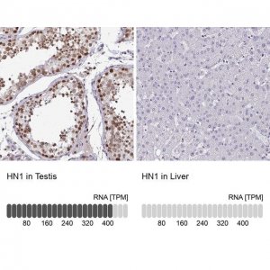 Anti-HN1 antibody produced in rabbit HPA059729-100UL