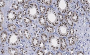 Anti-HNF-1 Antibody, clone 1M22 ZooMAb Rabbit Monoclonal 