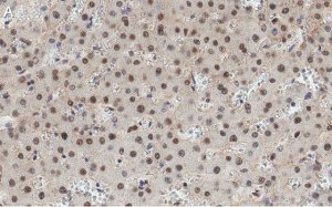 Anti-HNF-4alpha Antibody, clone 4C19 ZooMAb Rabbit Monoclonal 