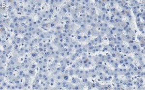 Anti-HNF-4alpha Antibody, clone 4C19 ZooMAb Rabbit Monoclonal 