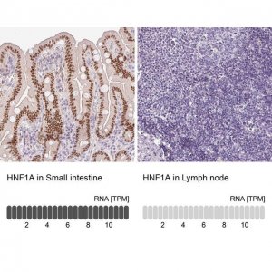 Anti-HNF1A antibody produced in rabbit 
