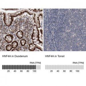 Anti-HNF4A antibody produced in rabbit 
