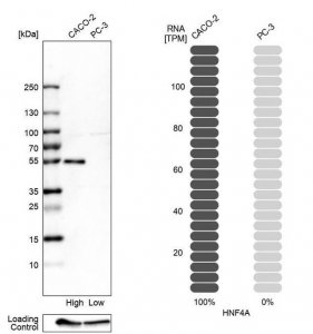 Anti-HNF4A antibody produced in rabbit 