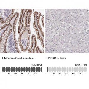 Anti-HNF4G antibody produced in rabbit 