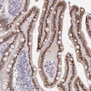 Anti-HNF4G antibody produced in rabbit 