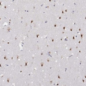 Anti-HNRNPA0 antibody produced in rabbit HPA059404-100UL