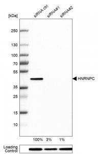 Anti-HNRNPC antibody produced in rabbit HPA051075-100UL
